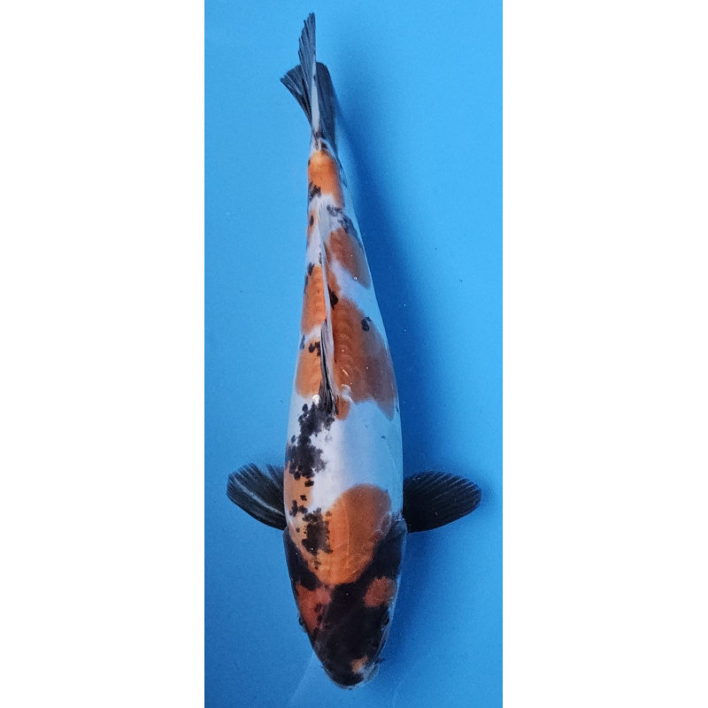 Doitsu Showa Miyatora 33 cm