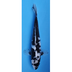 Shiro Utsuri von Kase 31 cm