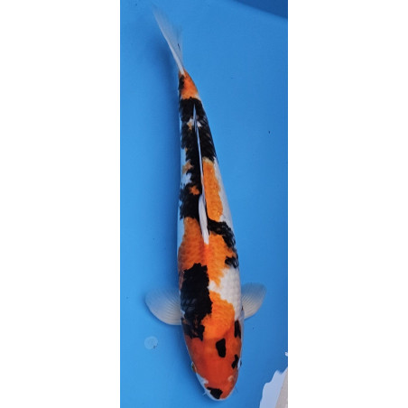 Showa Marusai 53 cm