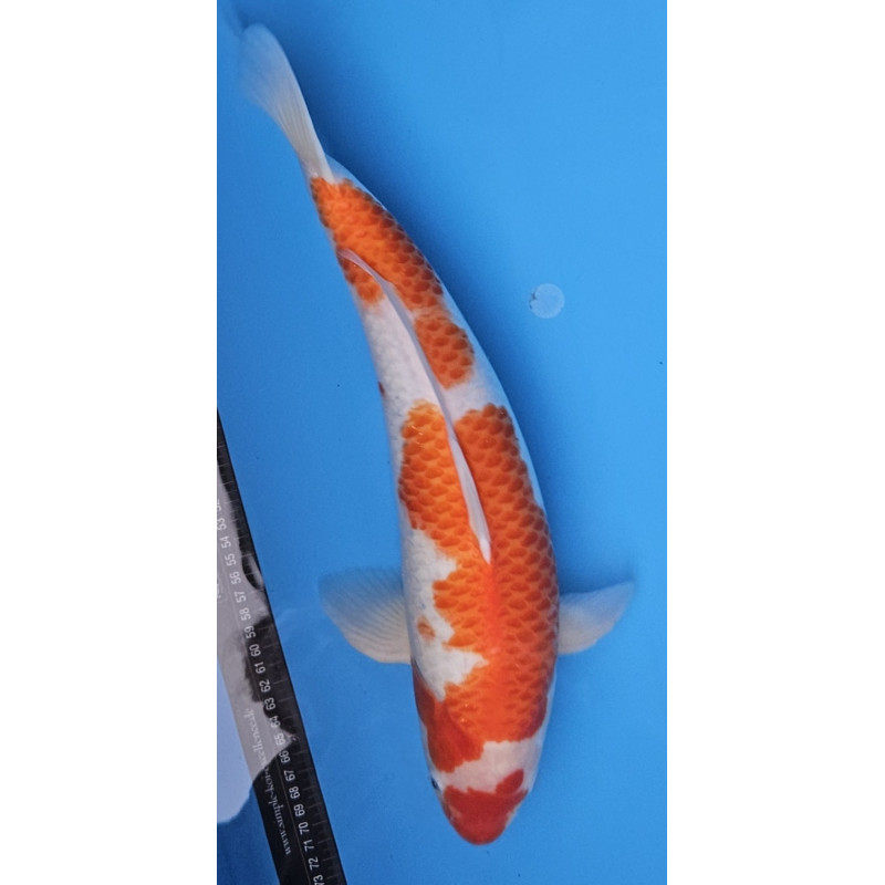 Kohaku Marusai 48 cm