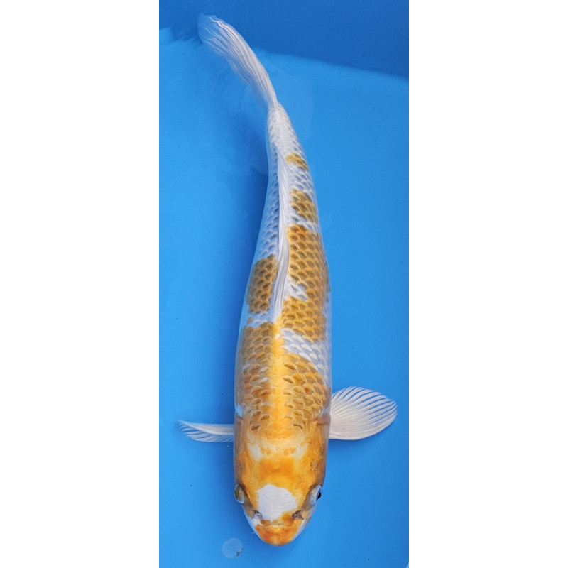Kujaku Marusai 51 cm Kujaku Marusai 51 cm