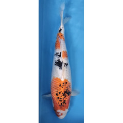 Showa von Marusai 53 cm Sansai