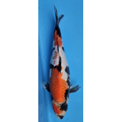 Showa von Ojia Koi Farm 35 cm