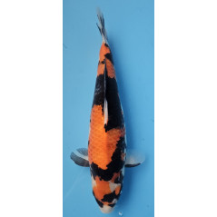 Hi Showa von Ojia Koi Farm 38 cm