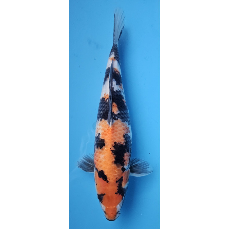 Showa Ojia Koi Farm 40 cm