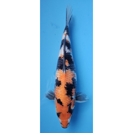 Showa von Ojia Koi Farm 40 cm