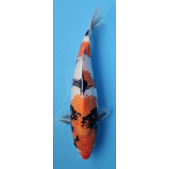 Showa von Ojia Koi Farm 36 cm