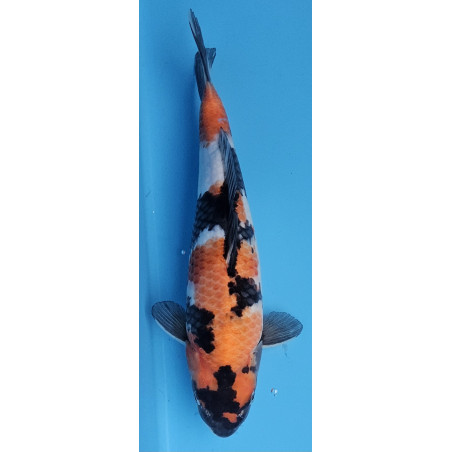 Showa von Ojia Koi Farm 34 cm