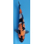 Showa Ojia Koi Farm 34 cm