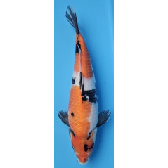 Showa Ojia von Koi Farm 33 cm