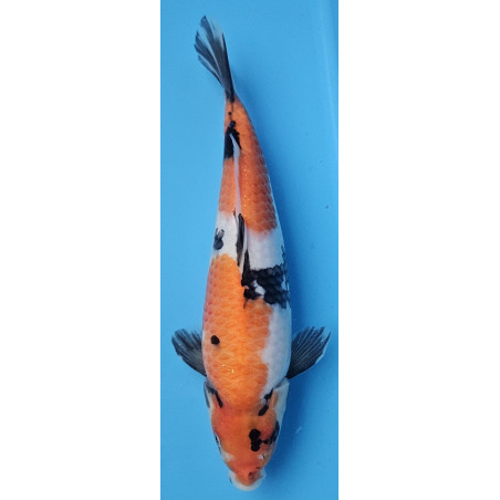 Showa Ojia Koi Farm 33 cm