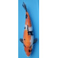 Showa Ojia Koi Farm 33 cm