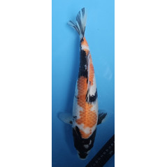 Showa von Ojia Koi Farm 37 cm