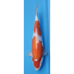 Kohaku von Ojia Koi Farm 35 cm