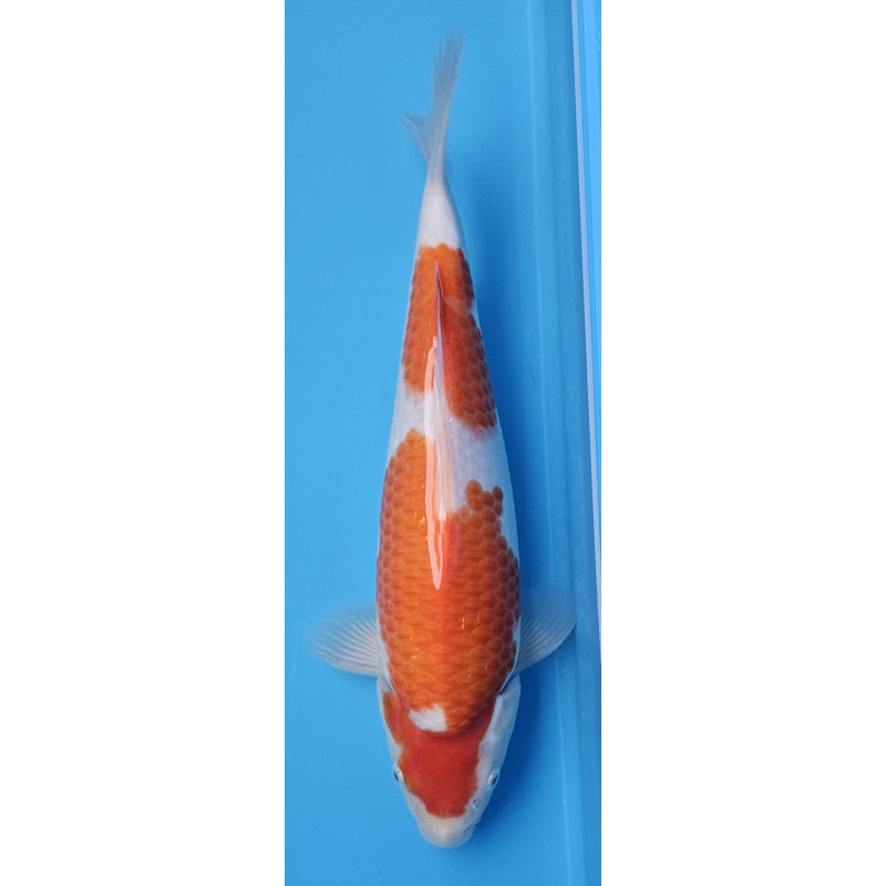 Kohaku Ojia Koi Farm 35 cm