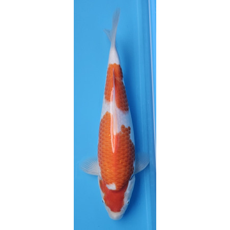 Kohaku von Ojia Koi Farm 35 cm