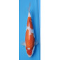 Kohaku Ojia Koi Farm 35 cm