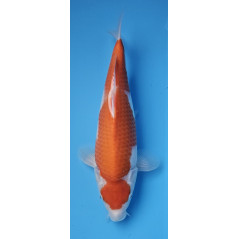 Kohaku von Ojia Koi Farm 33 cm