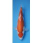 Kohaku Ojia Koi Farm 33 cm