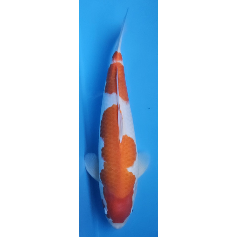 Kohaku Tamaura 50 cm