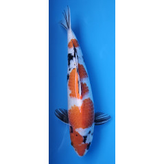 Showa von Tamaura 57 cm