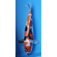 Showa von Tamaura 51 cm