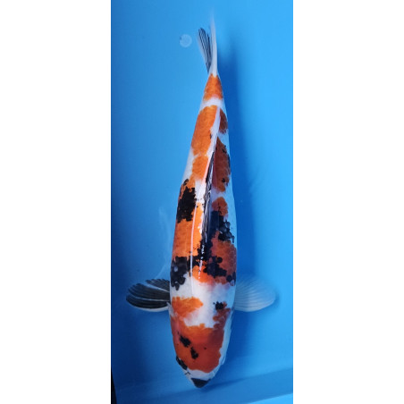 Showa von Tamaura 51 cm