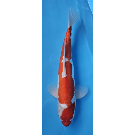 Doitsu Kohaku Tamaura 49 cm