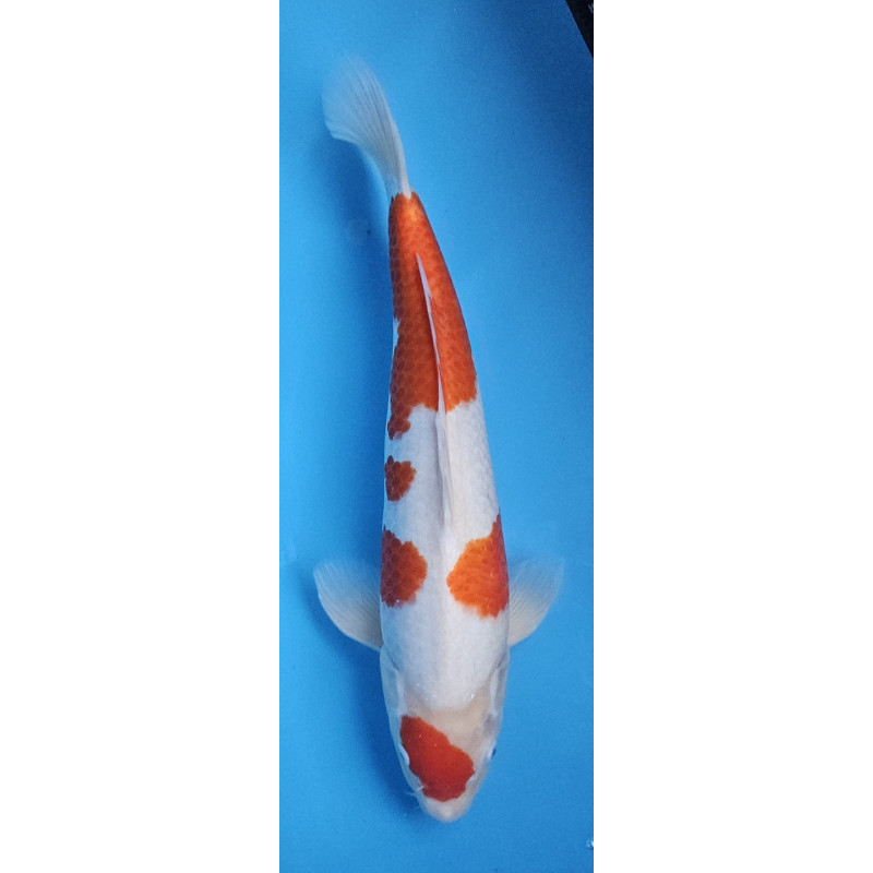 Kohaku Tamaura 49 cm