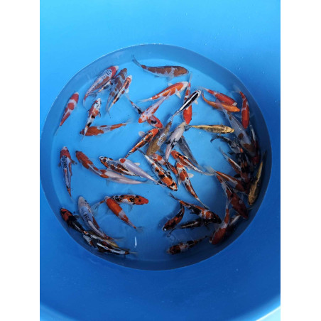 Nisai von Kanno 25 bis 35 cm