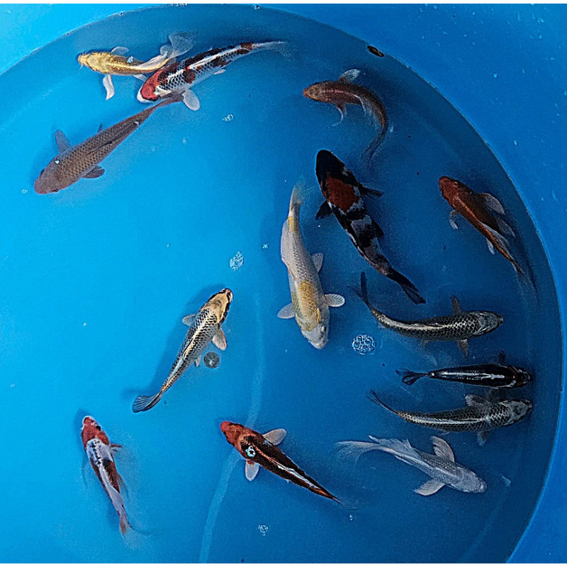 Tosai Mix 15 bis 20 cm