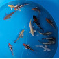 Tosai Mix 15 bis 20 cm