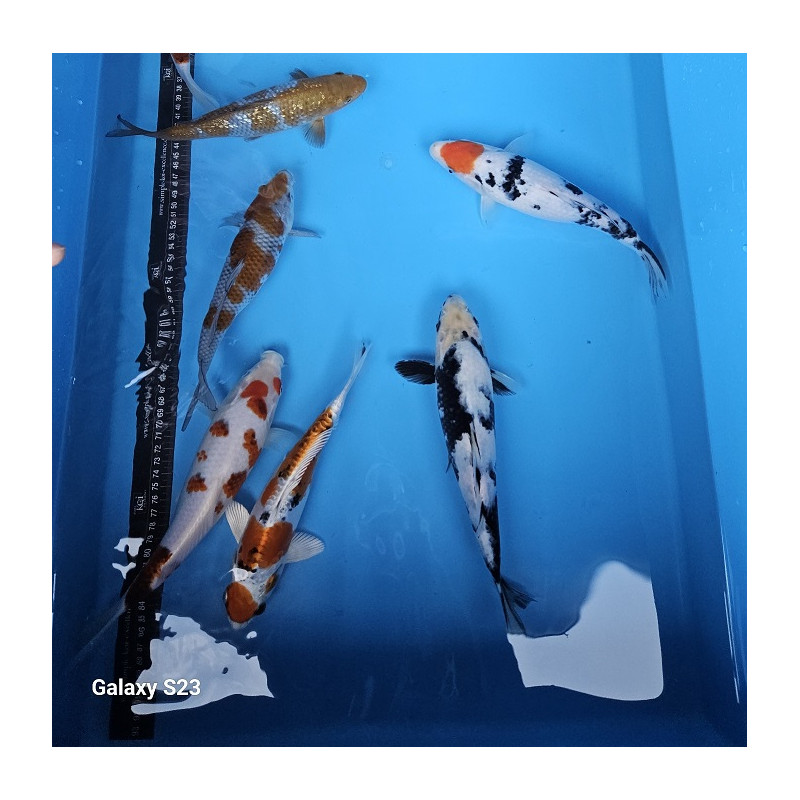 Nisai Sakazume 30 bis 35 cm