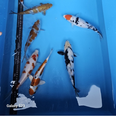 Nisai Sakazume 30 bis 35 cm