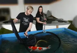 Koi kaufen bei Simple Koi Excellence