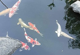Schwebstoffe im Teich